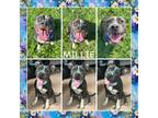 Adopt Millie a Pit Bull Terrier