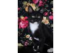 Adopt Teeny Weeny a Domestic Short Hair