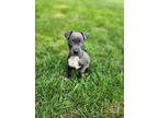 Adopt Athena a Pit Bull Terrier