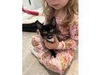 Adopt Georgina a Domestic Short Hair