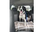 Adopt Laddie a Black Mouth Cur