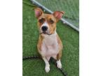 Adopt Tessie a Black Mouth Cur, Mixed Breed