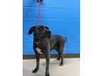 Adopt Grayce a Pit Bull Terrier