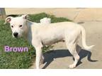 Adopt Gracie aka Brown a Pit Bull Terrier