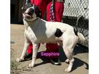 Adopt Sapphire a Pit Bull Terrier