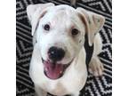 Adopt Puliki a Hound, American Staffordshire Terrier