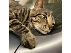 Adopt Nani a Domestic Short Hair