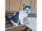 Adopt Aloha a Domestic Medium Hair