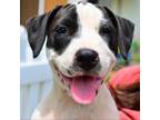 Adopt Rachel McAdams a Hound, American Staffordshire Terrier