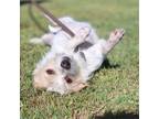 Adopt Ginger a Wirehaired Terrier