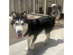 Adopt Bella a Husky
