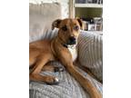 Adopt Stella (fka Willow) a Boxer, Pit Bull Terrier