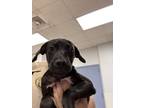 Adopt Daisy a Labrador Retriever, Mixed Breed