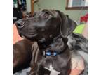 Adopt Rachel a Black Labrador Retriever