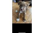 Adopt Nala a Spaniel, Carolina Dog