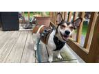 Adopt Finley a Corgi, Jack Russell Terrier