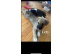 Adopt Letty a Spaniel, Carolina Dog