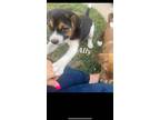 Adopt Ally a Spaniel, Carolina Dog