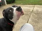 Adopt Jayla a Pit Bull Terrier