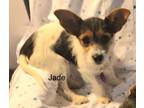 Adopt Jade a Terrier