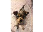 Adopt Zara a Terrier