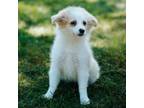 Adopt Tata a Australian Shepherd, American Eskimo Dog