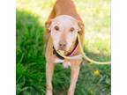 Adopt Miss Pearl HW + a Labrador Retriever