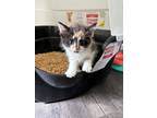 Adopt Peach (24-138 C) a Domestic Short Hair