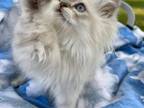 Lilac Lynx Himalayan Luca