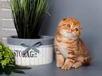 Scottish Fold Marble Cinnamon Simba