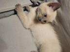 Eeps Kittens