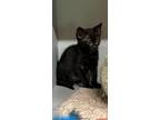 Adopt Winky a Domestic Short Hair