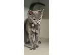 Adopt Danna a Domestic Short Hair
