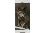 Adopt Tilly II a Domestic Short Hair