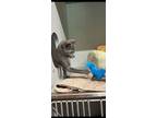 Adopt Dipstick a Domestic Short Hair