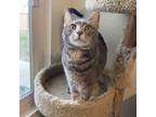 Adopt Sandy a Domestic Short Hair