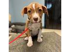 Adopt Joplin a Mixed Breed