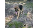 Adopt Storm a German Shepherd Dog