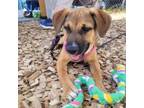 Adopt Kenna a Shepherd
