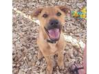 Adopt Angel a Shepherd, Mixed Breed