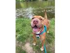 Adopt Shimmy a Shar-Pei, Pit Bull Terrier