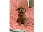 Adopt Poprocks a Beagle, Shepherd