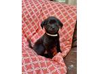 Adopt Fruitloop a Beagle, Shepherd