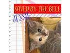 Adopt Jessie a Domestic Short Hair