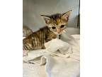Adopt Fancy Flappers a Domestic Short Hair