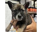 Adopt Carla a Pug, Shepherd