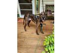 Adopt Dixie a Plott Hound, Labrador Retriever