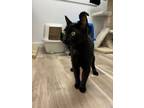 Adopt Serena a Domestic Short Hair