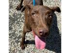 Adopt Olivia a Chocolate Labrador Retriever