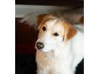 Adopt Stella a Great Pyrenees, Maremma Sheepdog